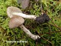 Inocybe eutheles-amf1000-1
